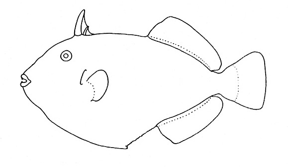 Representative of the Balistidae family (Gosline & Brock, 1960, fig. 140)